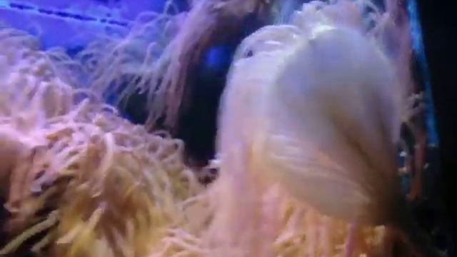 beautiful coral rif смотреть онлайн