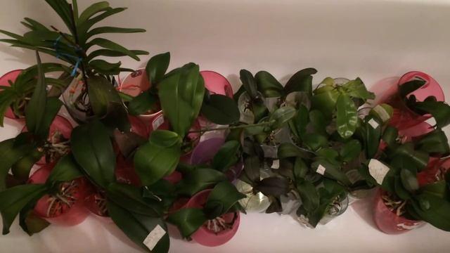 Теплый душ для орхидей фаленопсисов и ванд. Как я купаю свои орхидеи смотреть онлайн