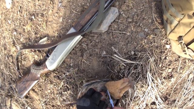 Охота на кеклика в Кыргызстане. Узгенский район. смотреть онлайн