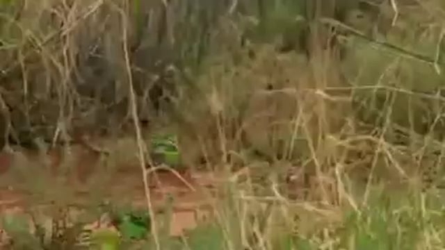 ВОЛНИСТЫЕ ПОПУГАИ В ДИКОЙ ПРИРОДЕ смотреть онлайн