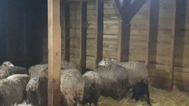 Дорпер. Стадо на продажу. Овцематки и ягнята. Покрытые матки Дорпером. #dorpersheep #dorper #дорпер смотреть онлайн
