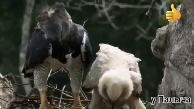 Птица дьявола! Гарпия. смотреть онлайн