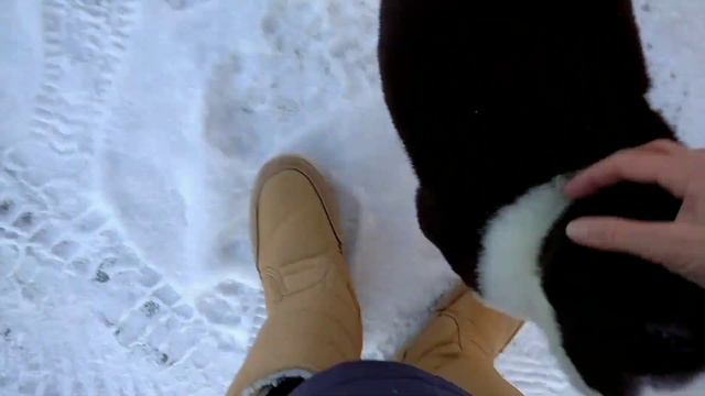 Щенок туркменского алабая в многодетной семье. На прогулке и дома. смотреть онлайн