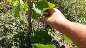 УХОД ЗА ВИНОГРАДОМ В ПЕРВЫЙ ГОД ПОСАДКИ / УДАЛЯЕМ ПЕРВЫЙ УРОЖАЙ ВИНОГРАДА