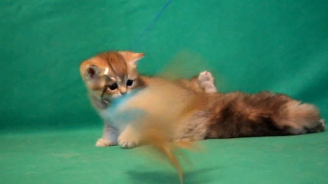 Кот Yarik Golden SunRay Британский котенок черного золотого тикированного окраса BRI ny 25 смотреть онлайн