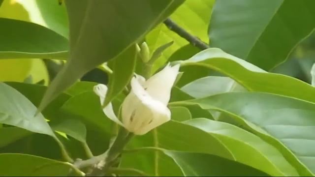 Michelia Alba - ดอกจำปี (White Champaka) смотреть онлайн