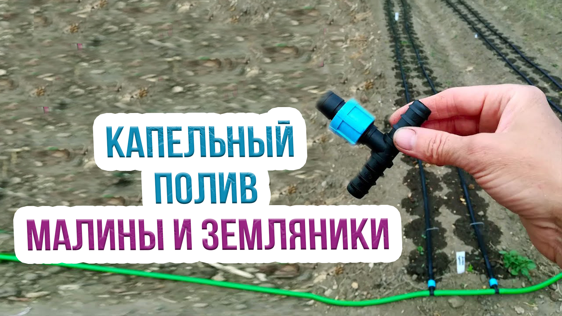 Как поливать малину и землянику? Технология капельного орошения малины