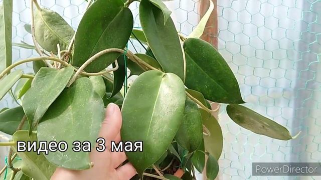 Hoya macgillivrayi .ホヤ マクギリブレイ смотреть онлайн