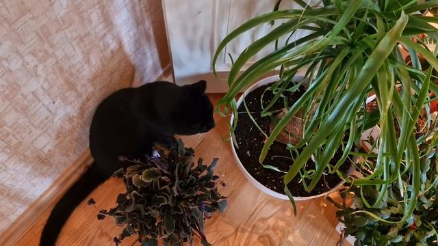 Уход за комнатными растениями.Весенняя пересадка обрезка омоложение растений.Веселый влог из Эстони смотреть онлайн