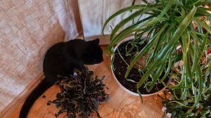 Уход за комнатными растениями.Весенняя пересадка обрезка омоложение растений.Веселый влог из Эстони