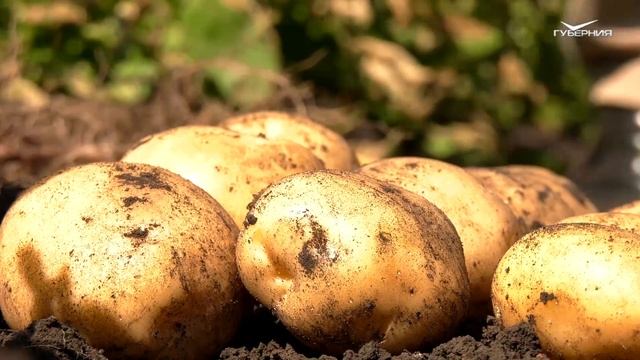 В Самарской области придумали новый сорт картофеля смотреть онлайн