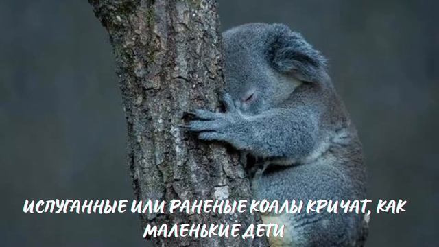 Коала. Интересно знать смотреть онлайн
