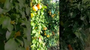 Слива Мирабель Обильный урожай/Бессарабия Украина