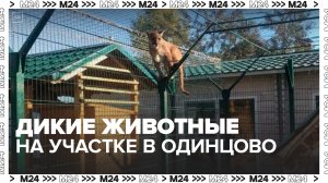 «Актуальный репортаж»: суд запретил владельцу участка в Одинцове содержать диких животных - Москва 2