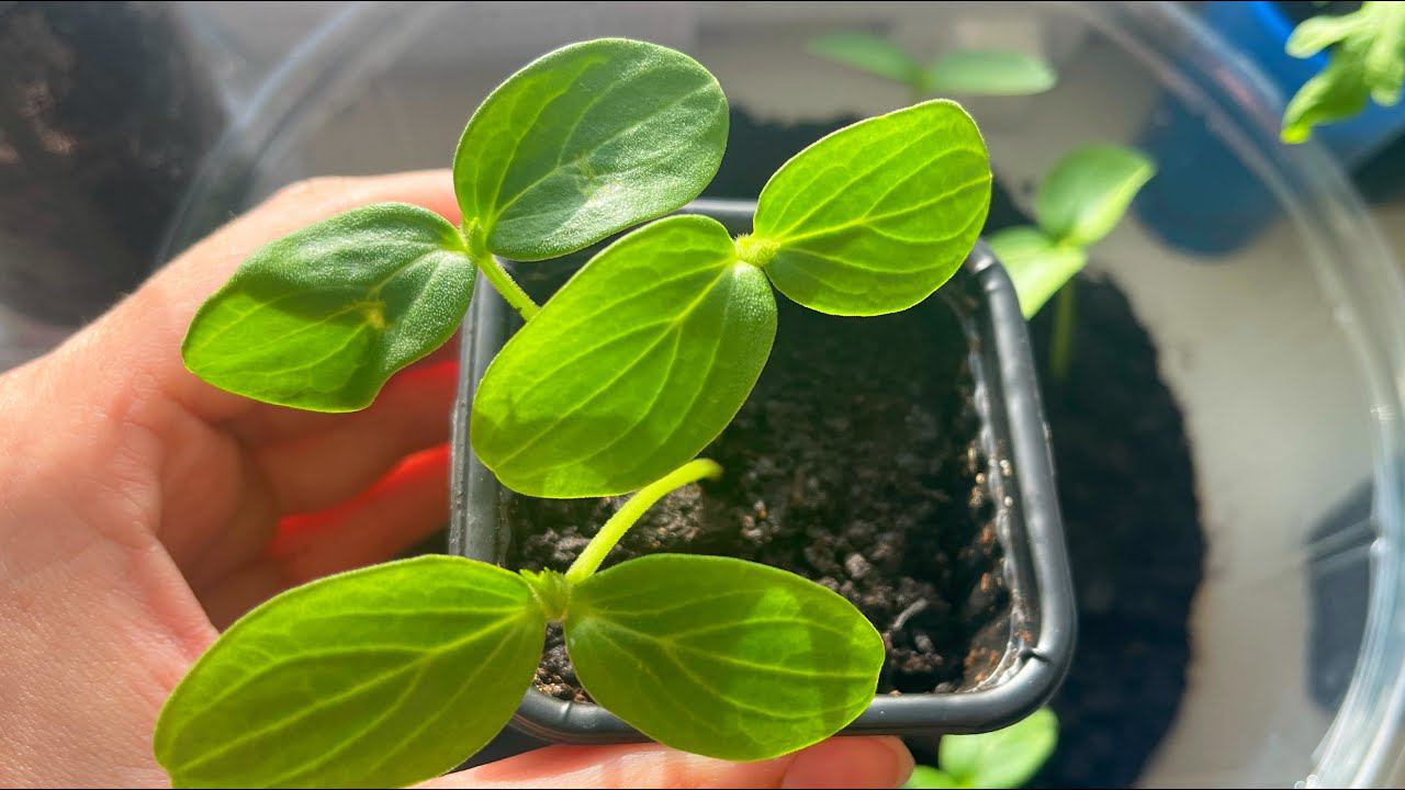 Китайский метод выращивания огурцов, удивительные результаты! смотреть онлайн