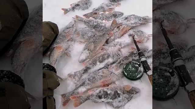 177 куст. мелкое озеро, идёт окунь. щука попадается редко🦈🐟 смотреть онлайн