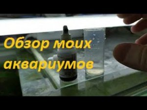 Мое аквариумное хозяйство. Точки над "Ё". (Архив от 1.01.2022)