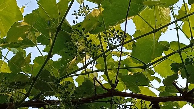Виноградник во дворе смотреть онлайн