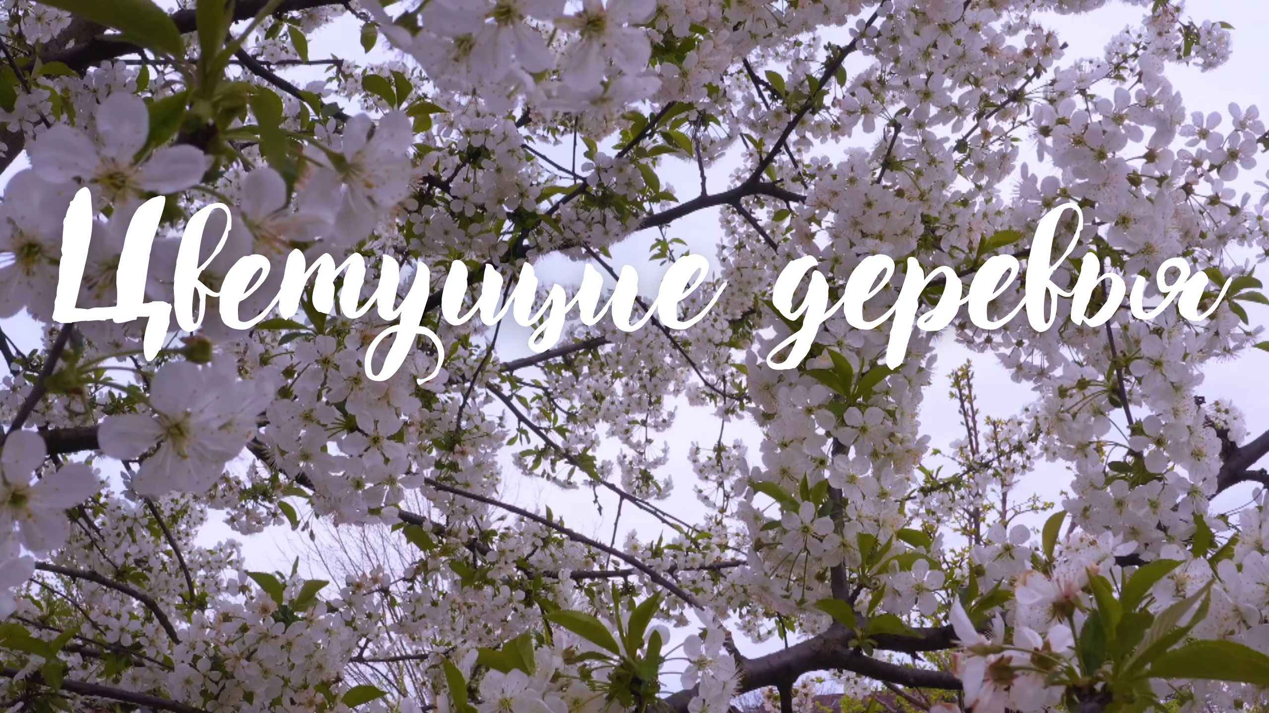 Цветущие деревья. Красивая музыка для души Эдгара Туниянца. смотреть онлайн