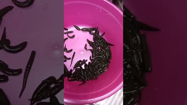 Разведение пиявок дома. Сортировка (на голод и на докармливание.) смотреть онлайн