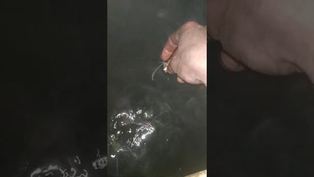 аппетит у лидеров малька клариевого сома смотреть онлайн