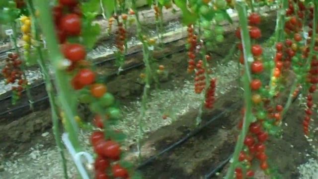 Люблю Коралловые бусы! С черным хлебушком и оливковым маслом! смотреть онлайн