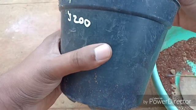 Gerbera Care Can't Get Easier Than This || Gerbera Daisy