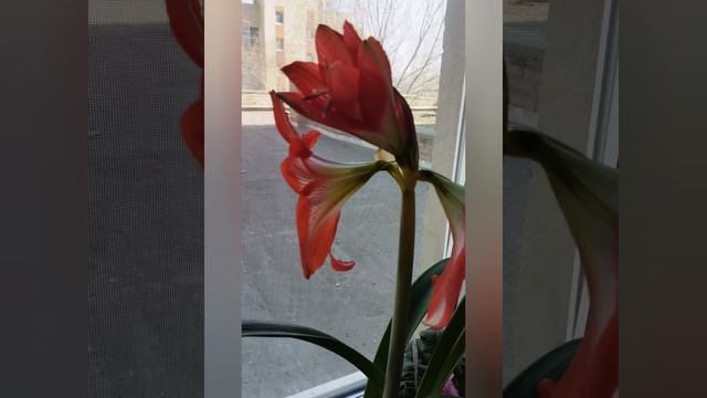 YouCut_20230322_135501281.mp4 смотреть онлайн