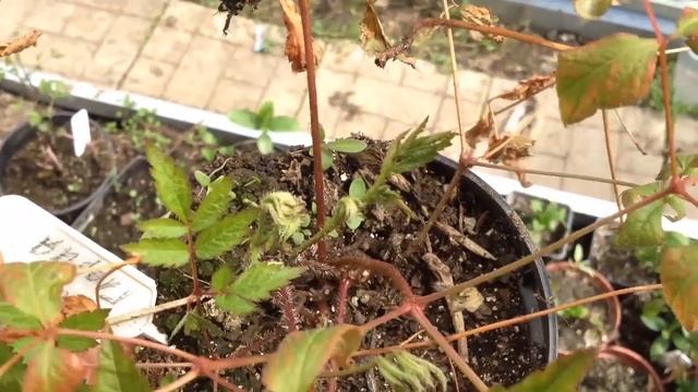 Как сохранить купленные рано   растения  до посадки?