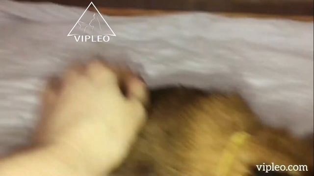 VIPLEO®. Котята каракал нашего питомника. смотреть онлайн