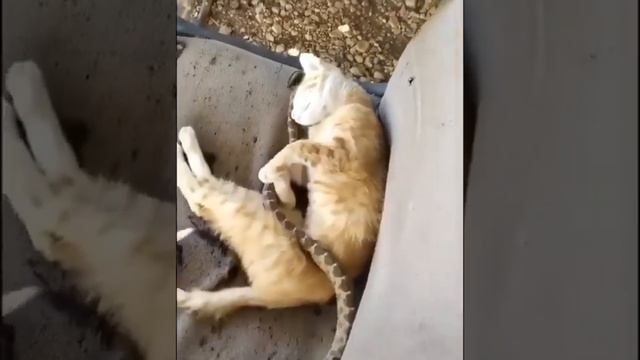 Дорогой вставай ?? Дагестанская озвучка @юмор @дагестан. смотреть онлайн