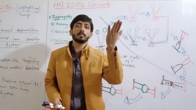 Zygomycota (Zygomycetes - Conjugating Fungi ) | Biology 11th Chapter 8 Fungi смотреть онлайн