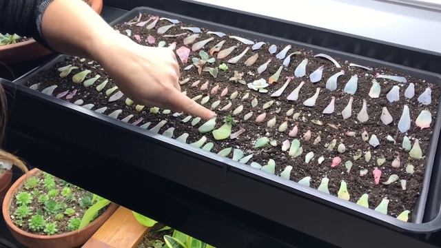 Plant Room Tour // Garden Answer смотреть онлайн