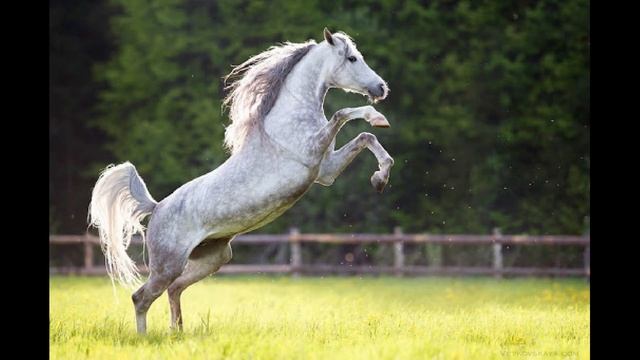Терская порода лошадей. Русские породы. Исчезающие породы лошадей смотреть онлайн