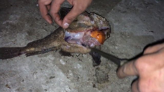 МЯГКИЙ МОРСКОЙ БЫЧОК.ЧТО ВНУТРИ РЫБЫ.ОСТОРОЖНО 16+ смотреть онлайн