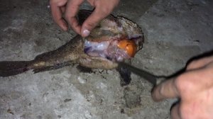 МЯГКИЙ МОРСКОЙ БЫЧОК.ЧТО ВНУТРИ РЫБЫ.ОСТОРОЖНО 16+