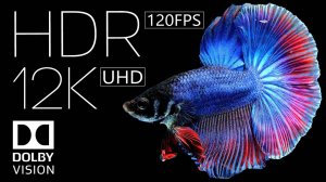 Потрясающая четкость HDR 12K 60fps Dolby Vision