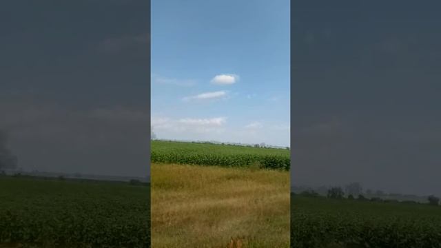 Будет ли мед? Сверх поздний подсолнух. Ч1 смотреть онлайн