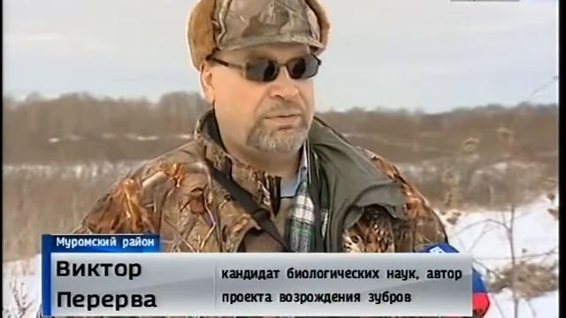 Зубров посчитали