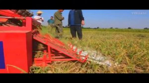 Китайский комбайн для уборки чеснока Jiayang 4U-6