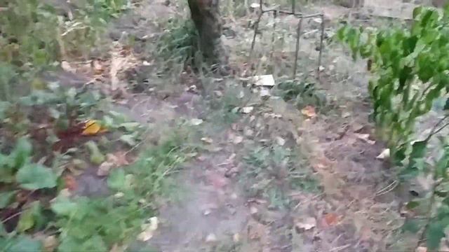 Притащил домой мамонта! смотреть онлайн