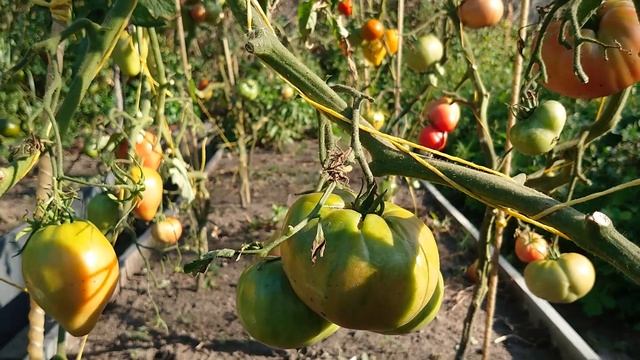 Томаты в конце августа 2022 смотреть онлайн