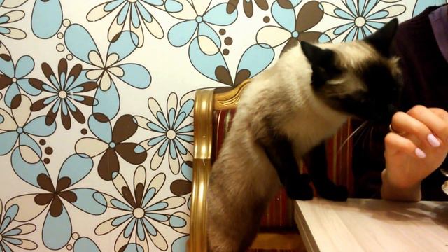 Кошачьи игры. Не хочет просить. 23-я серия) смотреть онлайн