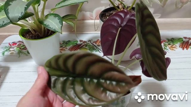 Комнатные цветы. Рассматриваем комнатные цветы. Аглаонемы, филодендроны, аллоказий... смотреть онлайн