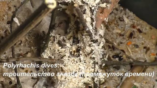 Polyrhachis dives: строительство гнезда смотреть онлайн