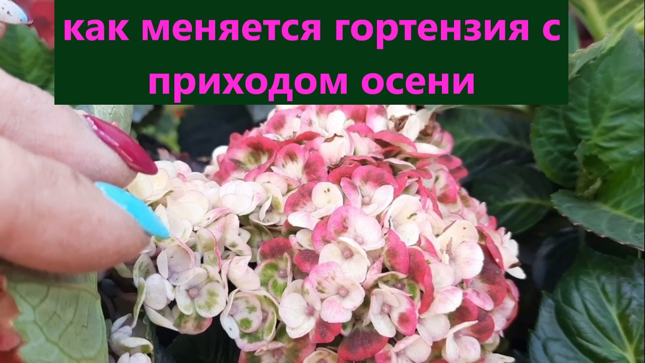 Как меняется гортензия с приходом осени. Обзор. Крупнолистная гортензия в кашпо. смотреть онлайн