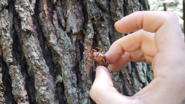 Индия. Манали. Прогулка по парку. Монстр на дереве. смотреть онлайн