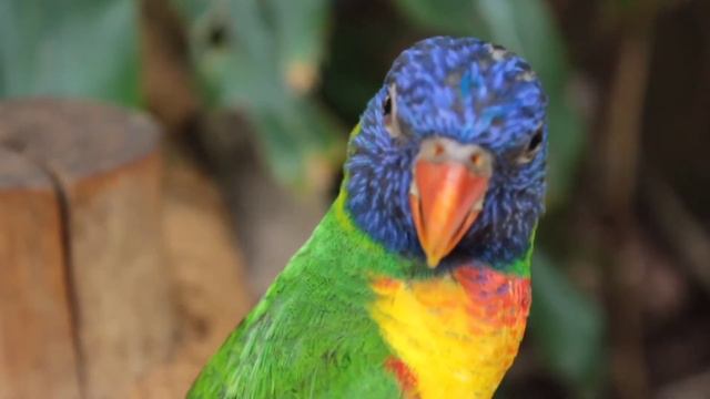 Wildlife Animals and Birds | Best Video Compilation 2021.(BLUE NATURE). смотреть онлайн