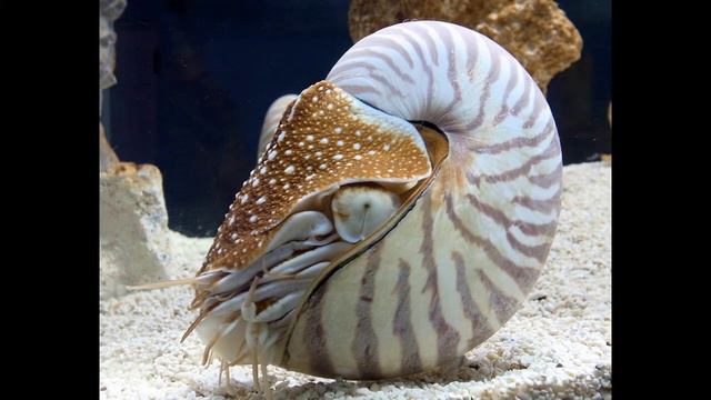 Moving and Grooving (Prek-K) смотреть онлайн