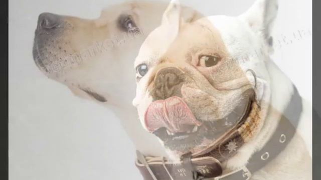 как одеть ошейник на собаку смотреть онлайн